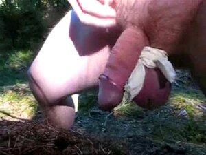 Ants Porn